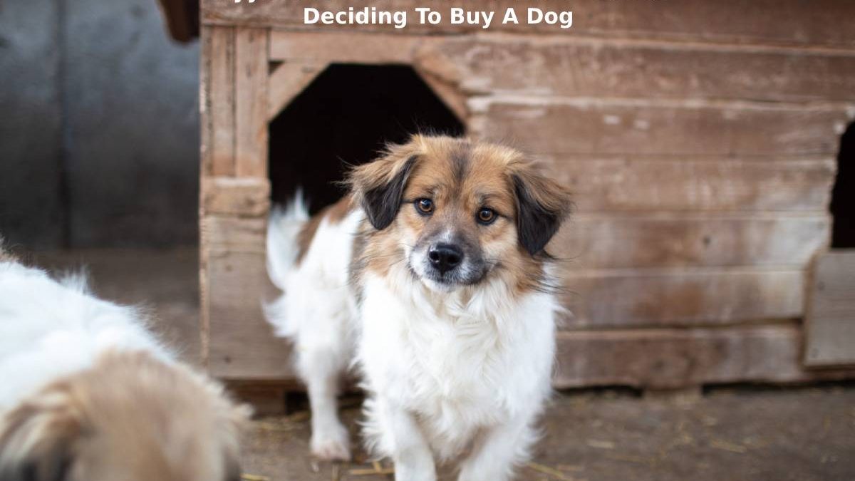 Myydään Koira: What To Know Before Deciding To Buy A Dog